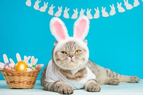 Cute cat, Easter composition. Cat as a rabbit, background for Easter Foto stock