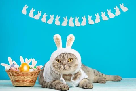 Cute cat, Easter composition. Cat as a rabbit, background for Easter Foto stock