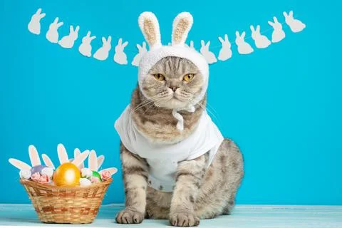Cute cat, Easter composition. Cat as a rabbit, background for Easter 写真素材