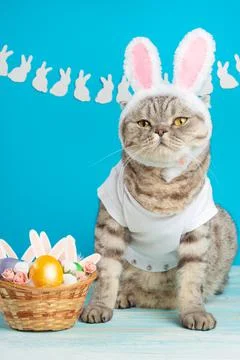 Cute cat, Easter composition. Cat as a rabbit, background for Easter Foto stock