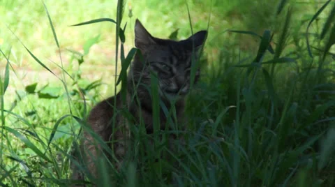 Cute cat eat plans. Stock Footage 22540607