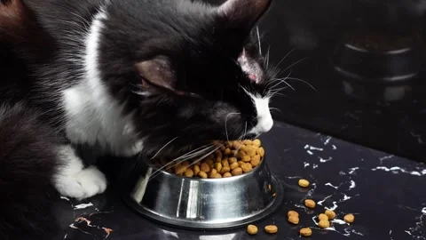 Cute cat eating brown kibble in a metal bowl isolated top view close-up. Stock Footage 263843521