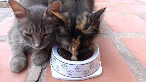 Cute cat eating on floor at home Видео 106104403