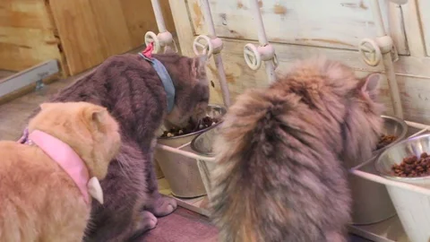 Cute cat eating Stock Footage 86954532