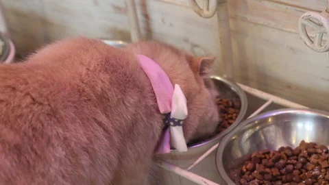 Cute cat eating Stock Footage 86954534