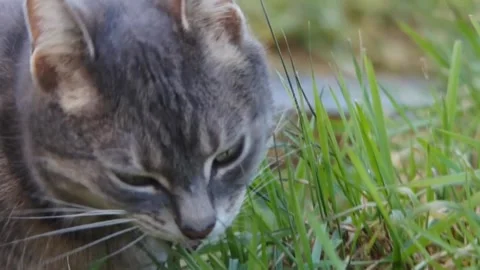 Cute cat eating grass Stock Footage 169452752