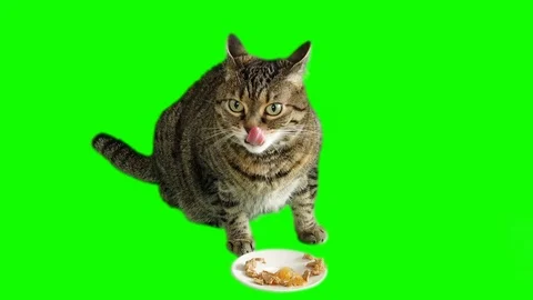 Cute Cat Eating On Green Screen Backgrou... | Stock Video | Pond5