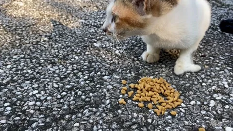 Cute cat eating at park Stock Footage 275632330