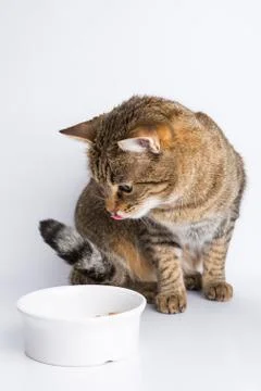 The cute cat eating Stock Photos