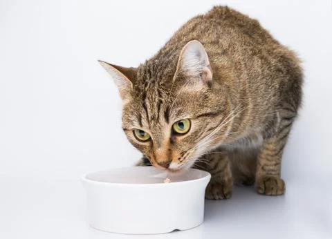 The cute cat eating Stock Photos