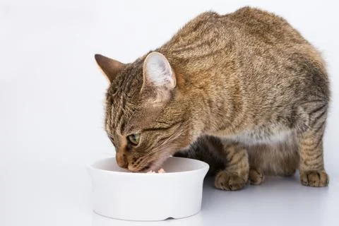 The cute cat eating Stock Photos