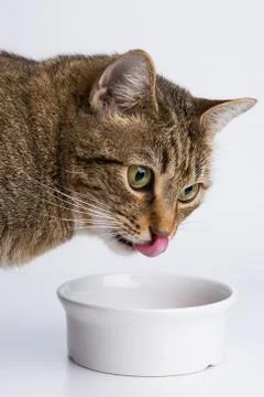 The cute cat eating Stock Photos