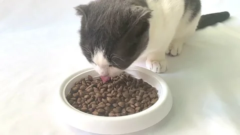 Cute cat eats cat food. Cat food advertisement  Stock Footage 232656324