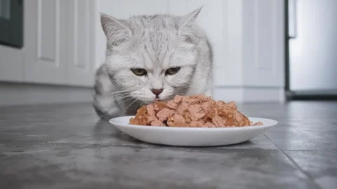Cute  cat eats wet food from plate , close up. Stock Footage 291742102