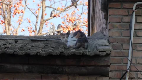 Cute cat on the eaves of the countryside Stock Footage 221950684
