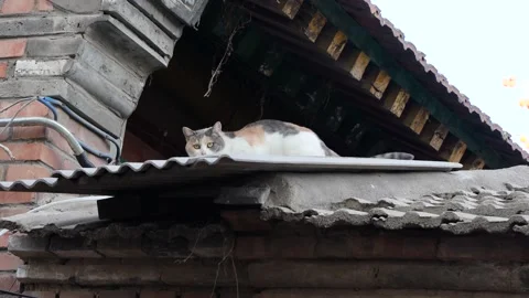 Cute cat on the eaves of the countryside Stock Footage 221952708