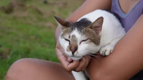 Cute cat enjoys being petted. Stock Footage 320334522