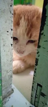 Cute cat face asking to enter the house Stock Photos
