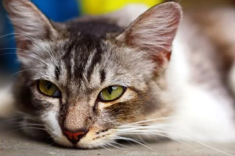 Cute cat face in close up Stock Photos