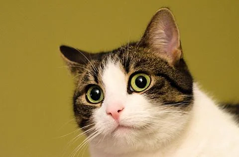 Cute cat face closeup. Stock Photos