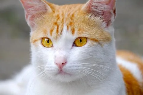 Cute cat face with a flat expression Stock Photos