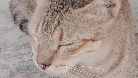Cute Cat Face Looking Toward the Camera in a Cozy eyes Video stock 346869357