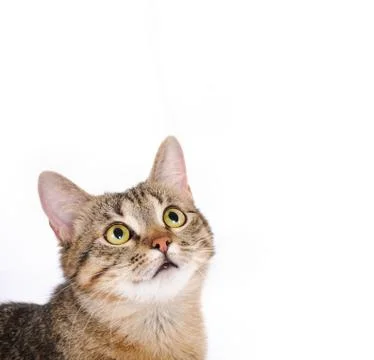 Cute cat face Stock Photos