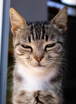 CUTE CAT FACE Stock Photos