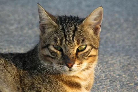 Cute cat face Stock Photos