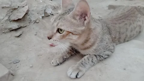 Cute Cat Facing the Camera with a Clear View of Its Face Video stock 347425196