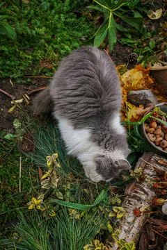 Cute cat in fall. Fun with leaves. Inquisitive cat sitting in a pile of leave Stock Photos