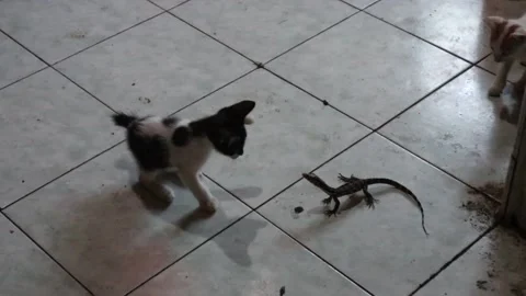 Cute cat fighting with lizard. Funny cat repel lizard Stock Footage 200088163