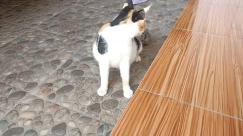 Cute cat on the floor of the house 動画素材 197041660