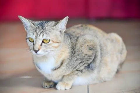 The cute cat on the floor Stock Photos