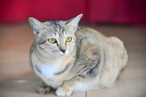 The cute cat on the floor Stock Photos