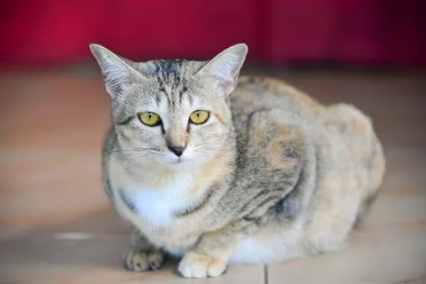 The cute cat on the floor Stock Photos