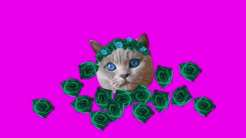 Cute cat with flowers on the head Stock Footage 135613972