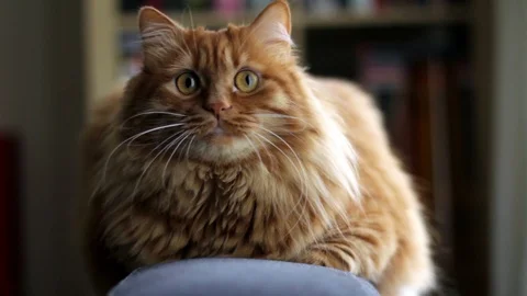 The cute cat is following the object with his eyes. Video stock 87087879