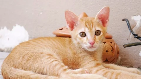 Cute Cat Stock Footage 53747237