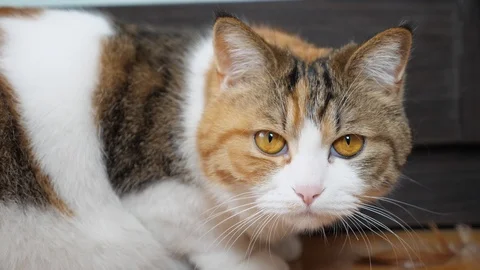 Cute cat Video stock 90430379