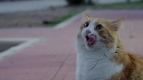 Cute cat Stock Footage 96461335