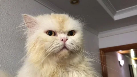 Cute Cat Stock Footage 98485183