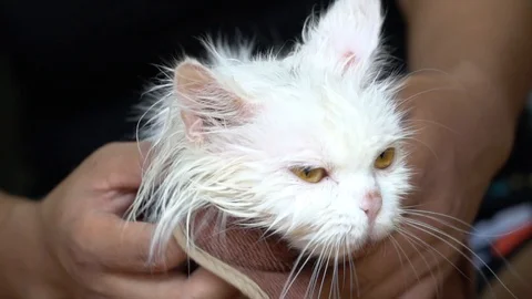 Cute cat Видео 115757636