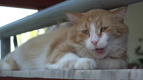 Cute cat Stock Footage 138195781