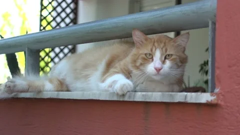 Cute cat Stock Footage 138195791