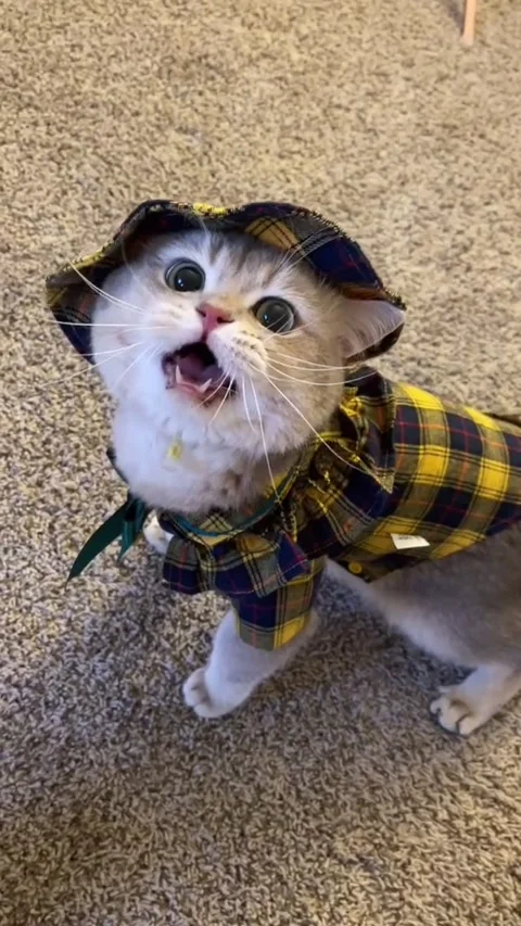 Cute Cat Video stock 171692459