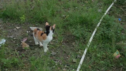 Cute cat Stock Footage 171849102