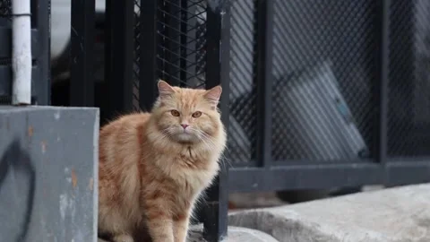 Cute cat Stock Footage 205113856