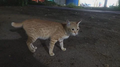 Cute Cat Stock Footage 210523687