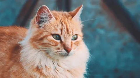 Cute cat Video stock 215474849